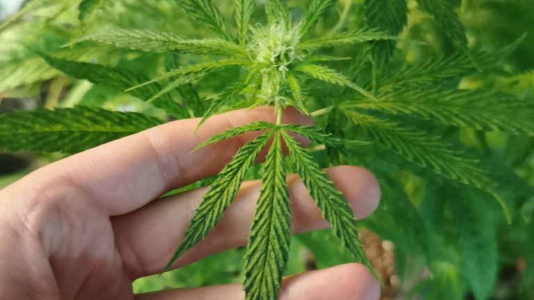 Cannabis, a Erva dos Mil e Um Poderes